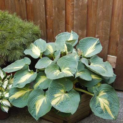 Hosta 'Dream Weaver'